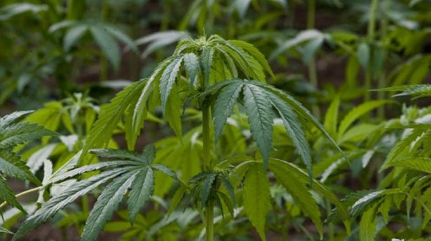 http://freedomwat.ch/wp-content/uploads/2012/08/Marijuana-plants-via-AFP1.jpg