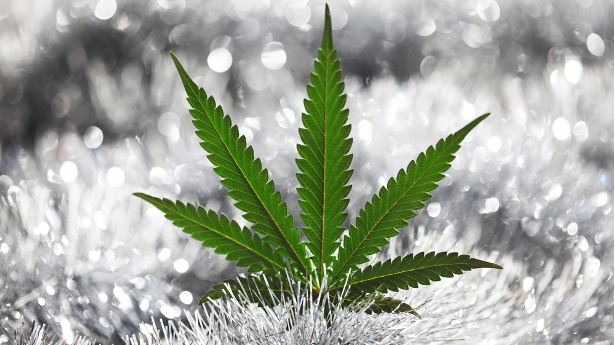 http://freedomwat.ch/wp-content/uploads/2012/08/marijuanaleaf-shutterstock2.jpg