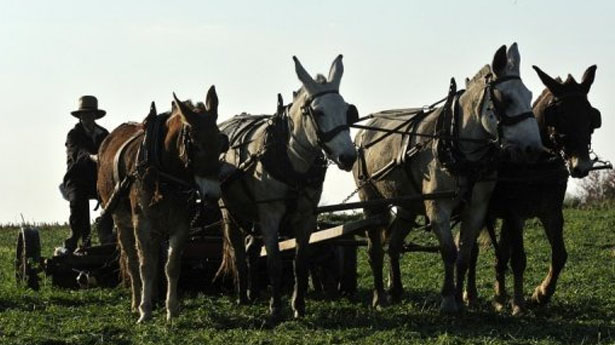 http://freedomwat.ch/wp-content/uploads/2012/09/Amish-man-plows-field-via-AFP1.jpg