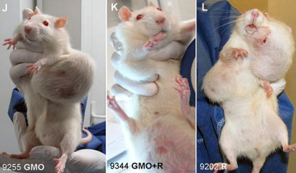 http://freedomwat.ch/wp-content/uploads/2012/09/Rat-Tumor-Monsanto-GMO-Cancer-Study-3-Wide1.jpg