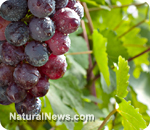 http://freedomwat.ch/wp-content/uploads/2012/09/Red-Grapes-Vine-Wine-Bunch1.jpg