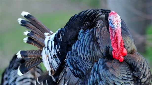 http://freedomwat.ch/wp-content/uploads/2012/11/Farm-male-turkey-outdoor-by-Geanina-Bechea-via-Shutterstock2.jpg
