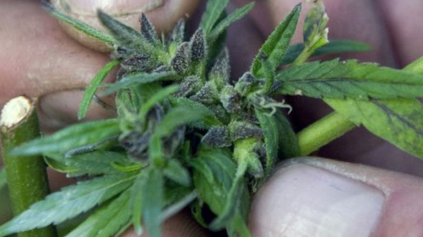 http://freedomwat.ch/wp-content/uploads/2012/11/Marijuana-via-AFP2.jpg