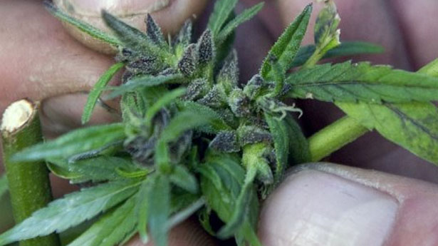 http://freedomwat.ch/wp-content/uploads/2012/12/Marijuana-via-AFP1.jpg