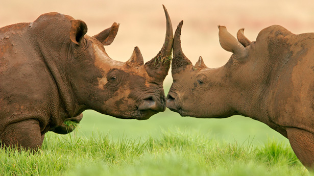 http://freedomwat.ch/wp-content/uploads/2012/12/rhinos_shutterstock1.jpg