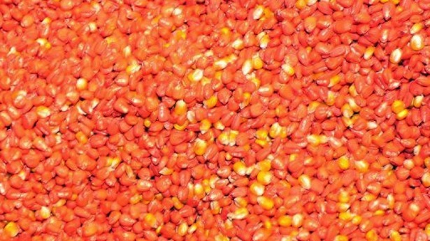 http://freedomwat.ch/wp-content/uploads/2013/01/A-variety-of-genetically-modified-maize-developed-by-Monsanto-Company-is-pictured-on-January-23-2012.-AFP1.jpg